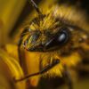 Kruisbestuiving door bij met pollen