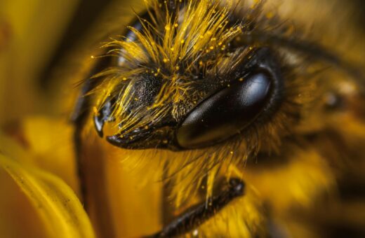 Kruisbestuiving door bij met pollen